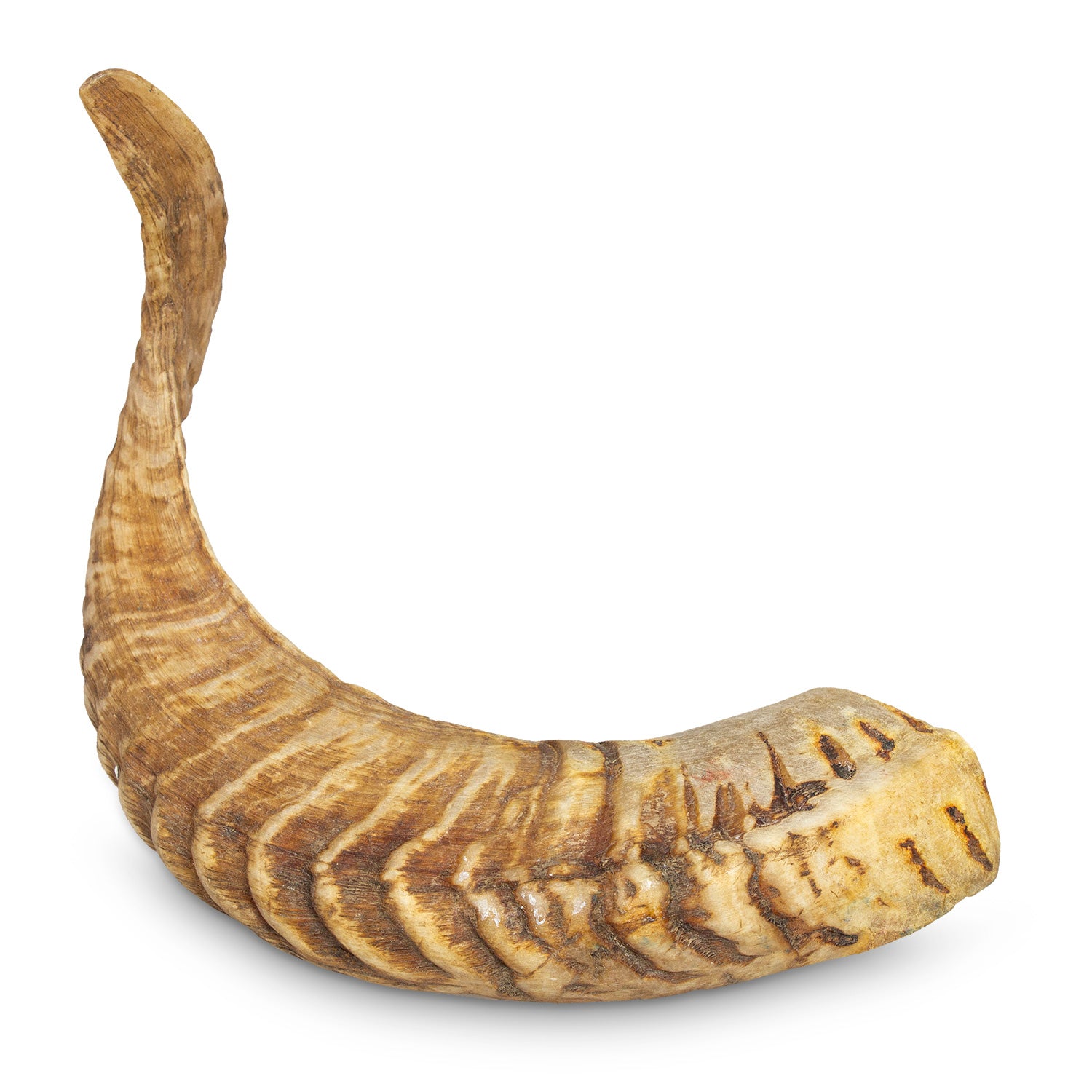 arquivet-corne-friandise-chien-b-lier-moins-de-200g-anti-tartre image 4