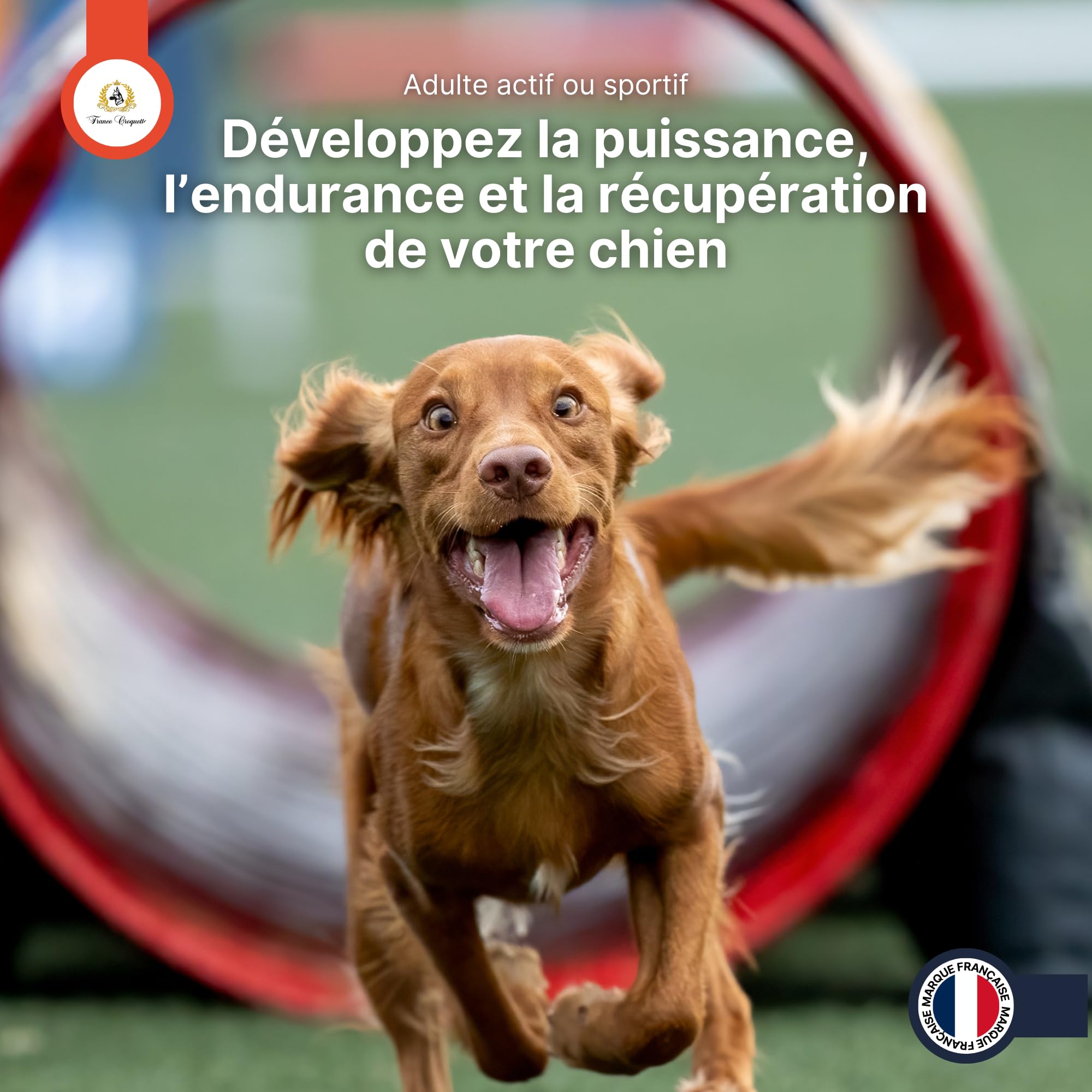 france-croquettes-x5-muscle-power-poudre-chien-500g-muscles image 7