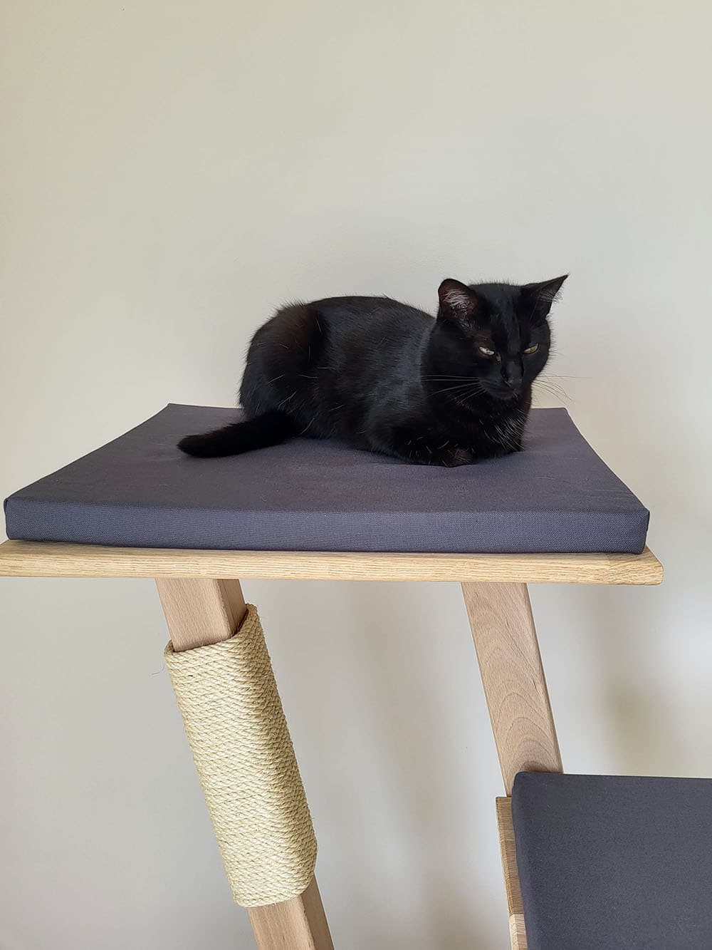 chat-perch-amaryllis-arbre-chat-bas-chat-g image 3