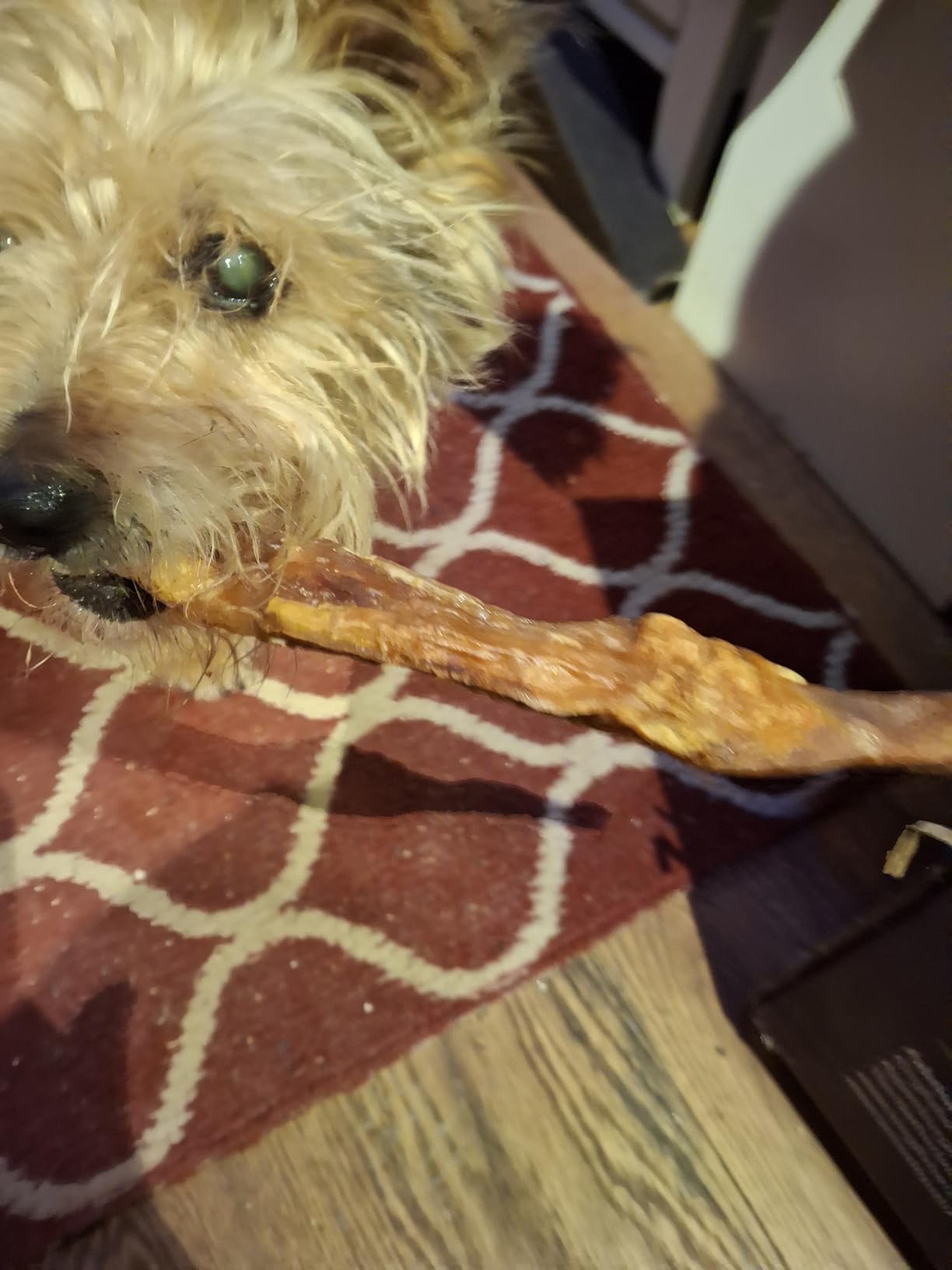 Chien occupé