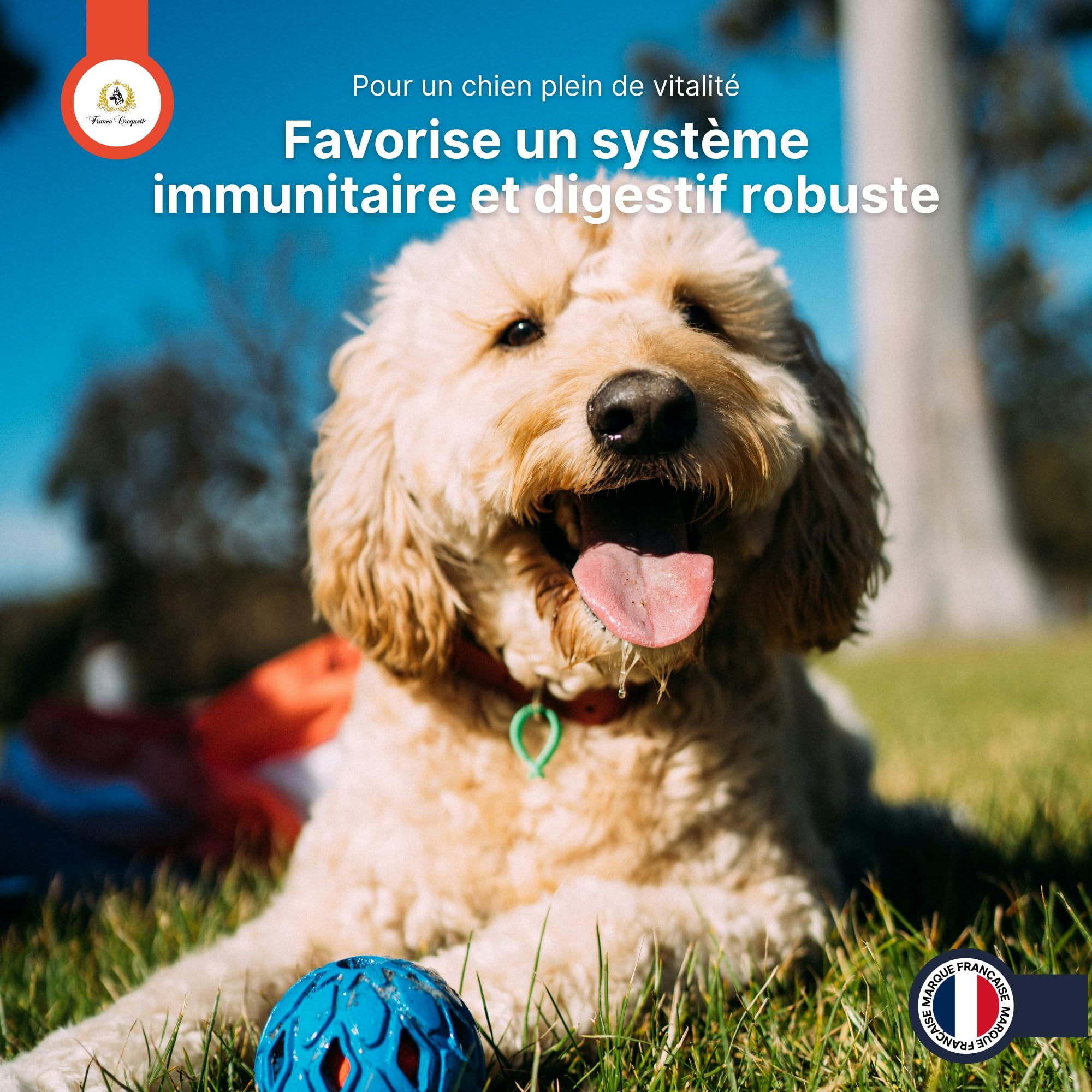 france-croquettes-friandises-carotte-lin-friandise-chien-pot-500g image 8