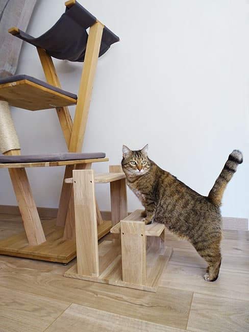 chat-perch-escalier-pour-chat-en-ch-ne-handicap image 2