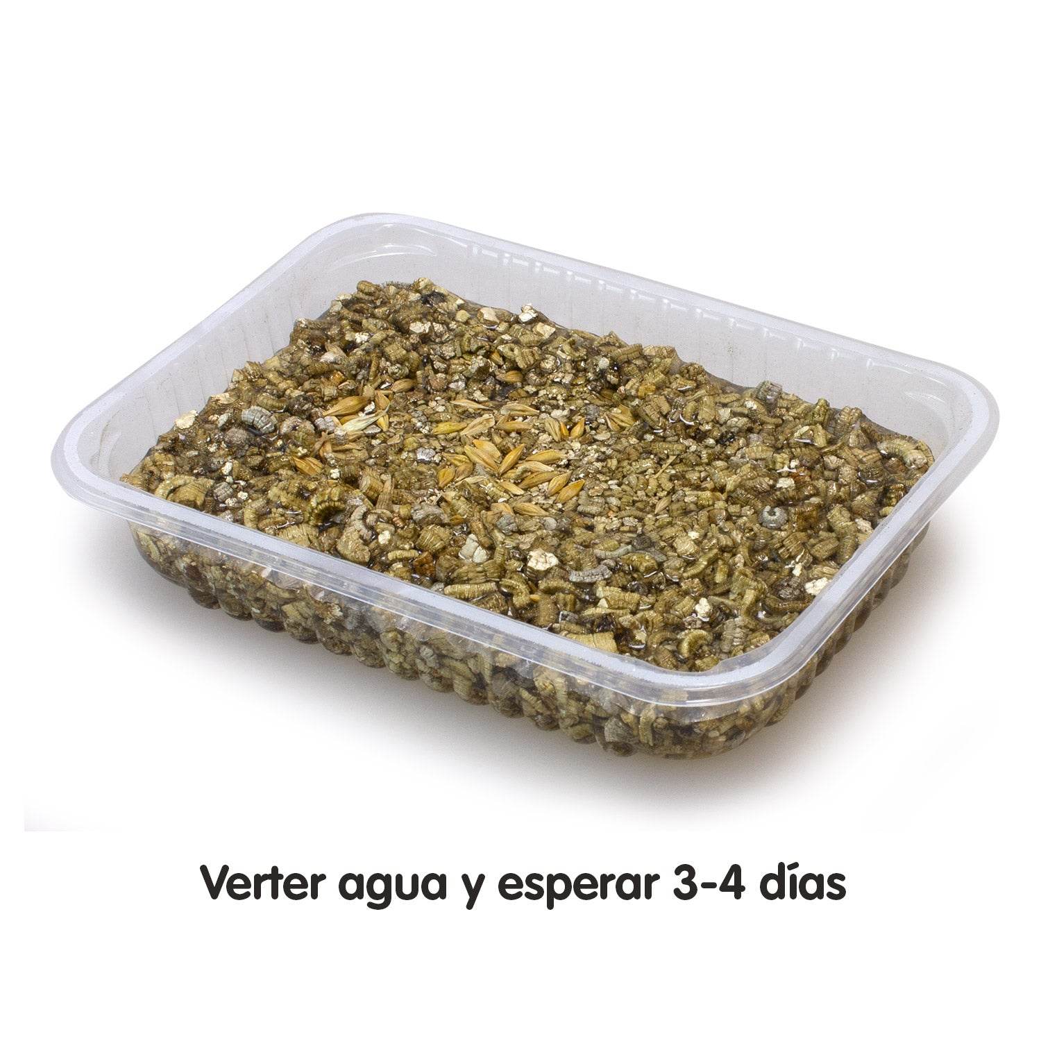 arquivet-herbe-chat-barquette-graines-100-g-fra-che image 4