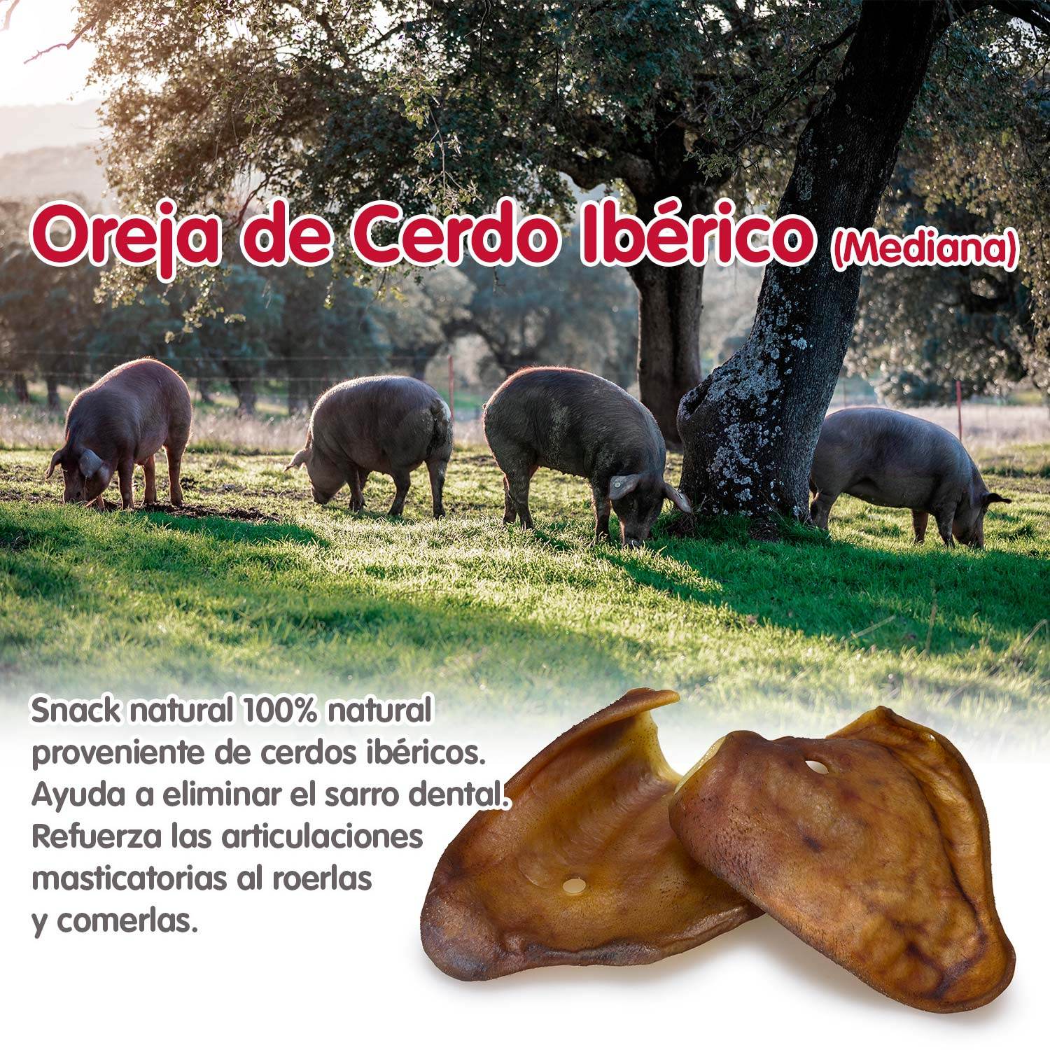 arquivet-oreilles-porc-ib-rique-friandise-chien-moyen-30g image 7