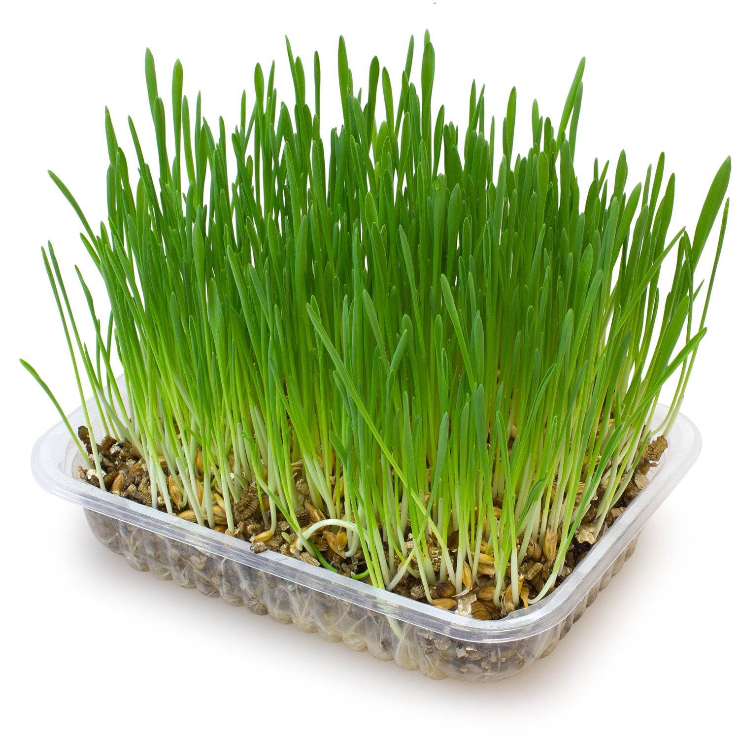 arquivet-herbe-chat-barquette-graines-100-g-fra-che image 2